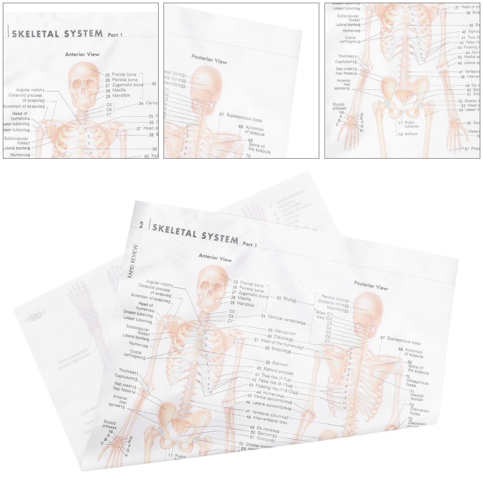 Interior Design Education - Anatomische poster met gedetailleerd ontwerp van