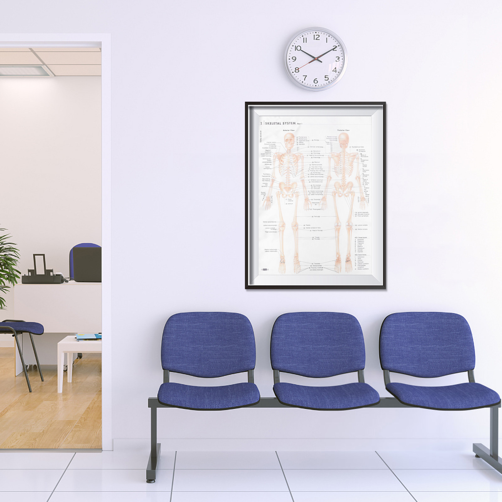 Anatomische poster met gedetai - Interior Design Education recensie en prijs