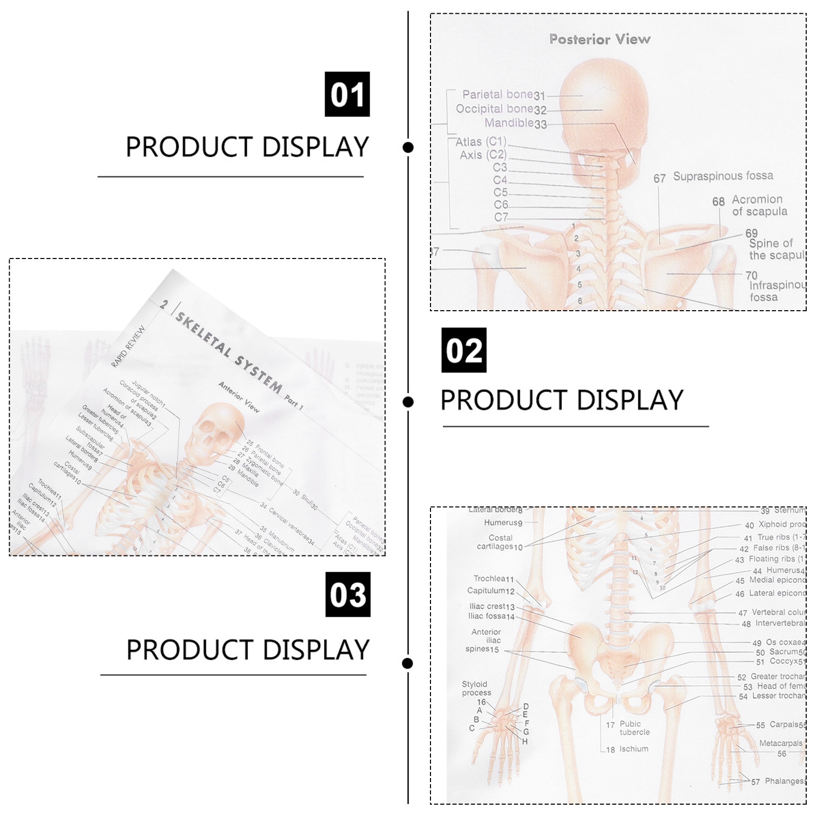 Anatomische poster met gedetai - Interior Design Education recensie en prijs