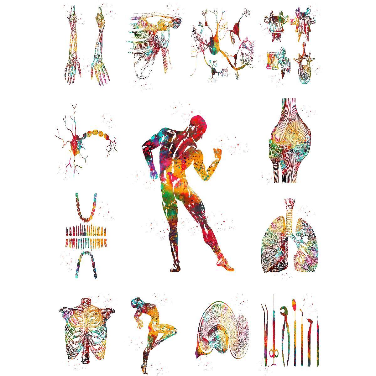 Anatomische spierstructuurpost - Interior Design Education recensie en prijs